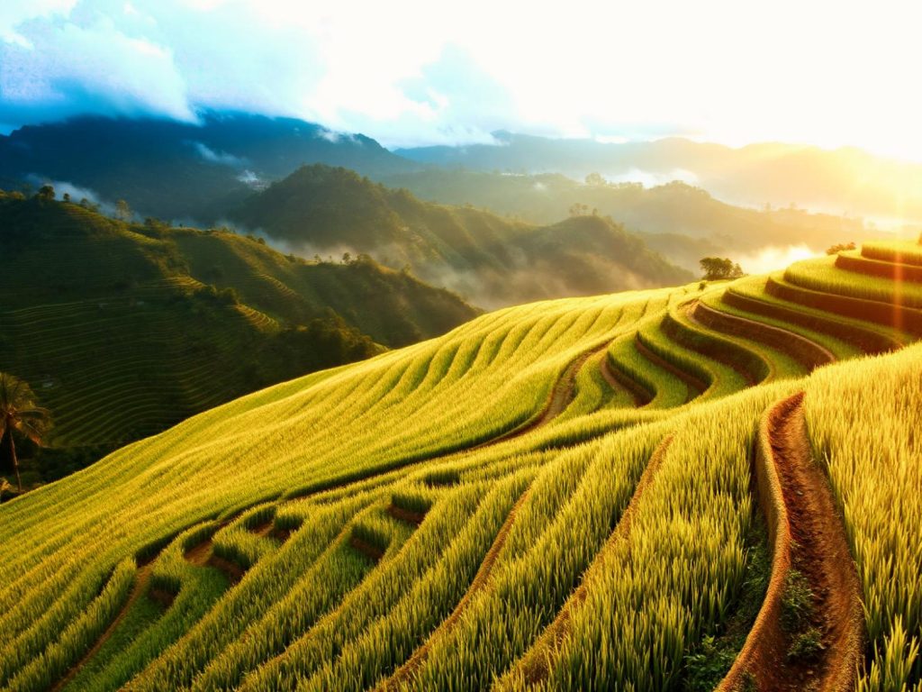 Golden hour casts a stunning glow over lush terraced rice fields and misty hills, inspiring nature-themed fashion trends and accessories.