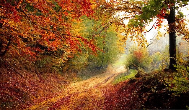 An outstanding dirt road surrounded by trees in autumn.