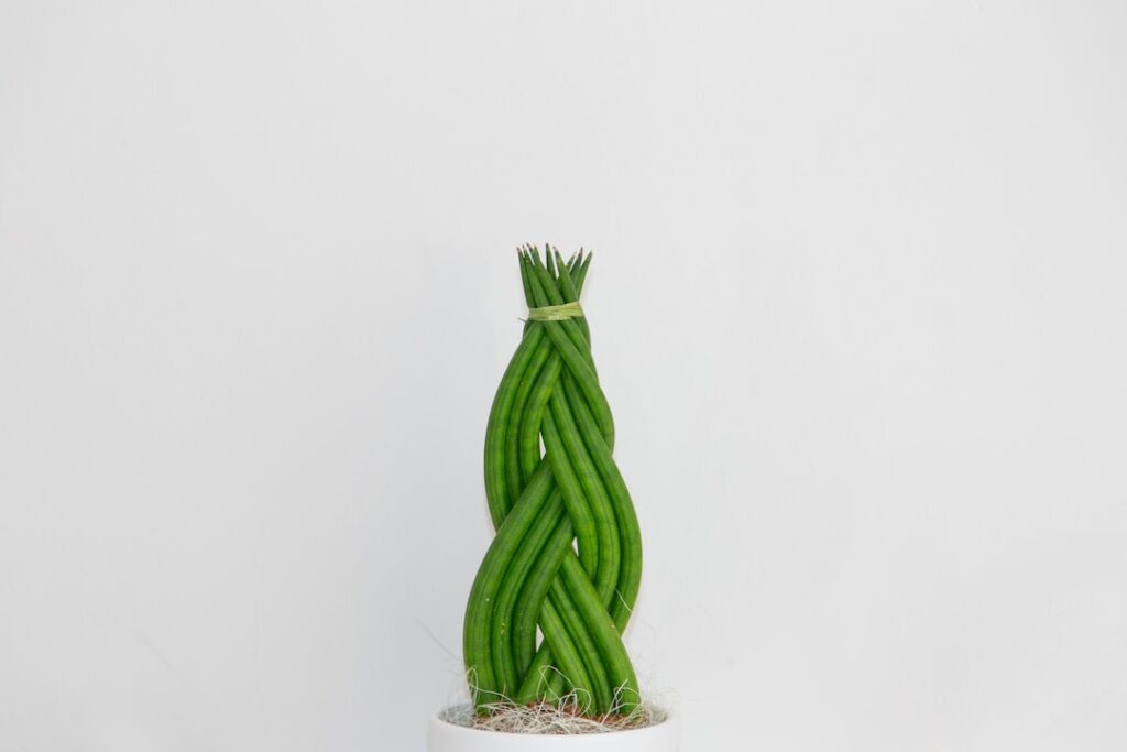 A green plant in a white pot on a first-rate background.