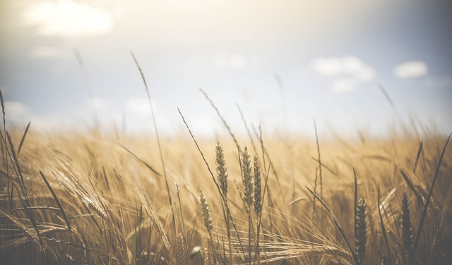 A golden wheat field glistens under a clear blue sky, embodying the essence of rustic chic. Tall stalks sway gently, mimicking nature's runway.
