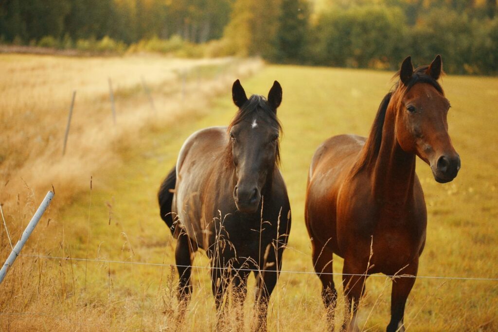 Two elegant horses, one dark brown and one lighter, stand in a golden field by a fence. Their hues mirror the timeless allure of leather messenger bags.