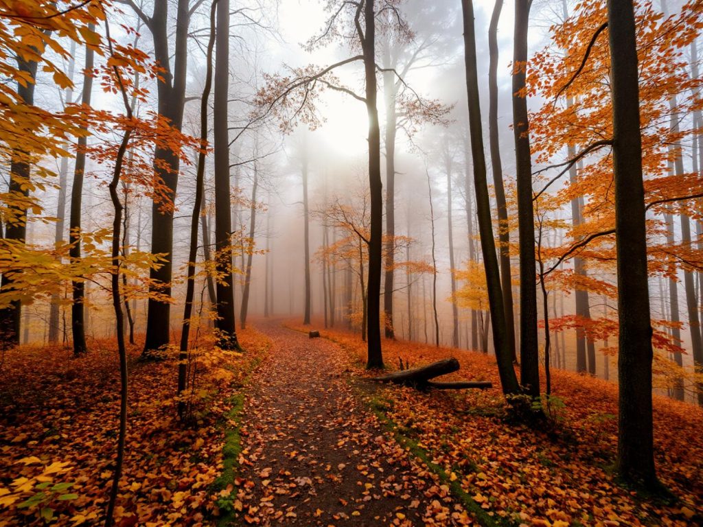 A serene misty forest scene with tall trees and a path of vibrant autumn leaves captures nature's timeless elegance, a nod to earthy fashion palettes.