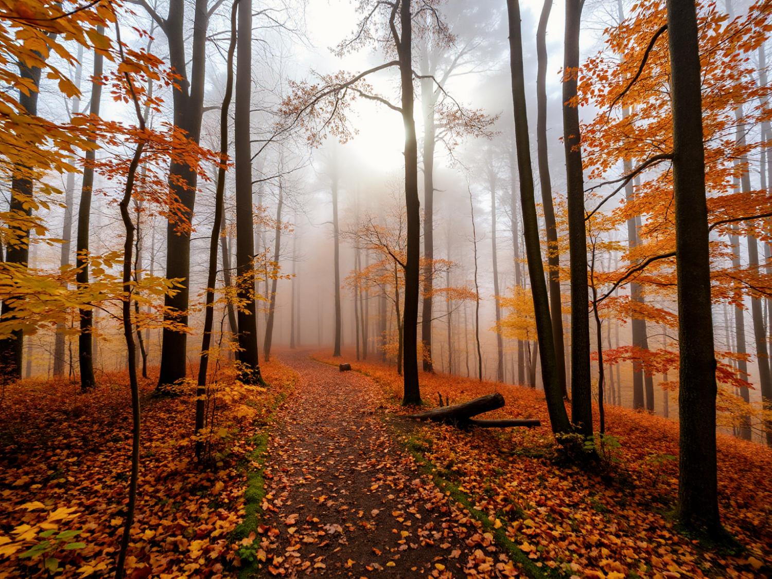 A serene misty forest scene with tall trees and a path of vibrant autumn leaves captures nature's timeless elegance, a nod to earthy fashion palettes.
